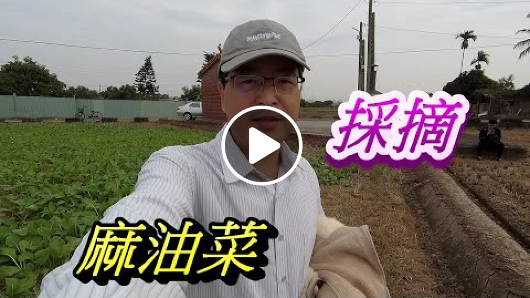【田園生活】vlog36 免費摘採油麻菜|田園樂趣接地氣|隱翅蟲 Pastoral Fun of picking linseeds
