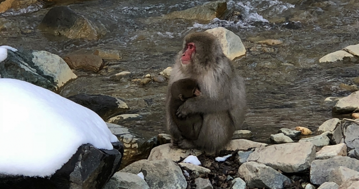 ▎日本滑雪中毒者▎亞洲最大滑雪場【志賀高原燒額山王子大飯店】X地獄谷看雪猴泡溫泉 - 野蠻王妃愛漂亮