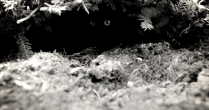 蔡依林 - 柵欄間隙偷窺你